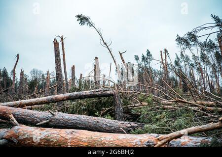 Tornado-Sturmschaden. Gefallen Kiefern im Wald nach Sturm. Entwurzelte Bäume fielen im Wald durch Windstürme Stockfoto