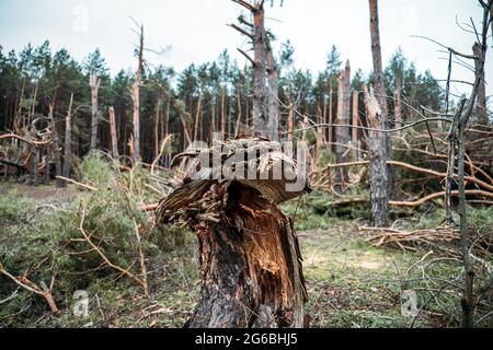 Tornado-Sturmschaden. Gefallen Kiefern im Wald nach Sturm. Entwurzelte Bäume fielen im Wald durch Windstürme Stockfoto