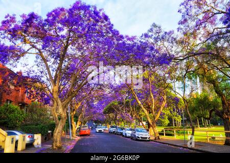 Szenisch blühende violette Jacaranda Bäume im Frühling - Sydney Stadt lokalen Vorstadtstraßen von Kirribilli. Stockfoto