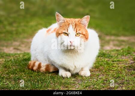 Eine wunderschöne streunende Ingwerkatze sitzt im grünen Gras und schaut zur Kamera. Kopierbereich, selektiver Fokus Stockfoto