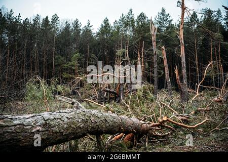 Tornado-Sturmschaden. Gefallen Kiefern im Wald nach Sturm. Entwurzelte Bäume fielen im Wald durch Windstürme Stockfoto