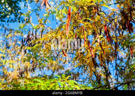 Honig Locust Zweige im Herbst . Hülsen auf dem Baum . Gleditsia triacanthos Stockfoto