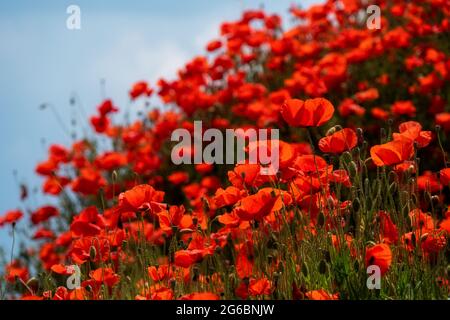 Viele rote Mohnblumen auf einem abfallenden Hügel unter einem blauen Sommerhimmel Stockfoto