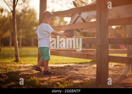 Ein kleiner Junge genießt es, an einem schönen sonnigen Tag ein Pferd im Stall zu füttern. Bauernhof, Land, Sommer Stockfoto