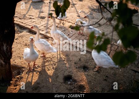 Ein Schwarm Gänse in einem Coop genießen einen sonnigen Tag auf dem Bauernhof. Bauernhof, Land, Sommer Stockfoto