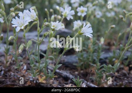 Nahaufnahme der weißen Blüten von Mausohr-Kicherungskraut, auch bekannt als Starweed Stockfoto