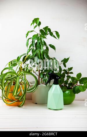 Zimmerpflanzen und Sprühflasche auf einem hölzernen Hintergrund. Zuhause Blumen Pflege. Stockfoto