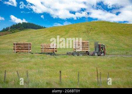 Ladung von geernteten Kiefernstämmen auf den LKWs zu Holzmühlen transportiert. Neuseeländische Forstwirtschaft. Stockfoto