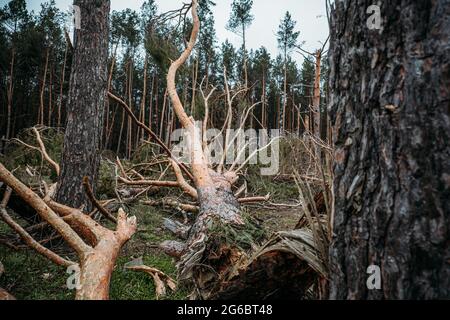 Tornado-Sturmschaden. Gefallen Kiefern im Wald nach Sturm. Entwurzelte Bäume fielen im Wald durch Windstürme Stockfoto