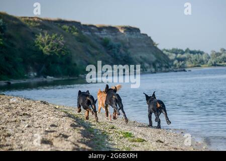 Hunde tummeln sich am Meer. Drei Rottweiler Welpen auf der Suche nach einem roten Mischlingshund. Das ausgewachsene Weibchen rennt von den Welpen entlang des Shors weg Stockfoto