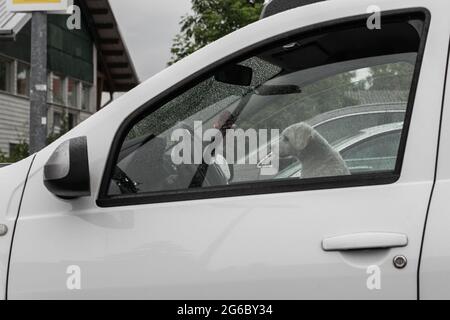 Ein kleiner Hund wartet im Auto auf Meister oder Herrin Stockfoto