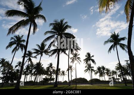 Miami, USA - 15. April 2021: Palmen im Lummus Park am Ocean Drive Florida Stockfoto