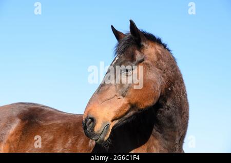 Braunes Hauspferd (Equus ferus caballus) auf einer Weide im Grünen gegen klaren blauen Himmel, Seitenansicht Kopfprofil, Deutschland, Europa Stockfoto