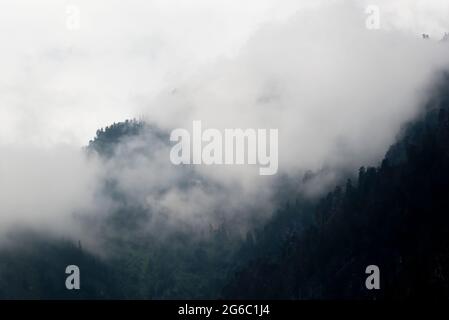 Bäume am Morgen Nebel auf dem Berg. Berge im Hintergrund mit wolkenbedeckten Pinien Stockfoto