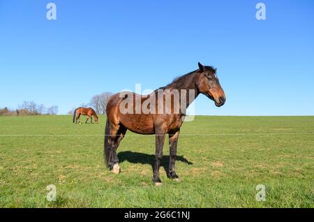 Zwei heimische braune Pferde (Equus ferus caballus) auf einer Weide im Grünen gegen klaren blauen Himmel, Seitenansicht Kopfprofil, Deutschland, Europa Stockfoto