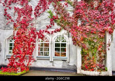 Herbstfärbung Blätter von Virginia kriechenden oder jungfräulichen Efeu in der Landschaft Design der städtischen Umwelt. Dekorative bunte Kletterpflanze Virginia Creeper (Par Stockfoto