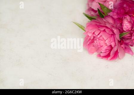 Weiche rosa Pfingstrosen auf weißem Marmorhintergrund mit Kopierbereich Stockfoto