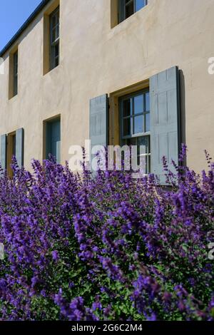 Idyllisches Cottage mit Bleu hölzernen Fensterläden und violetten Blumen im Vordergrund Stockfoto