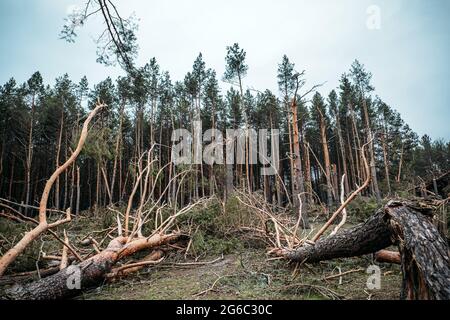 Tornado-Sturmschaden. Gefallen Kiefern im Wald nach Sturm. Entwurzelte Bäume fielen im Wald durch Windstürme Stockfoto