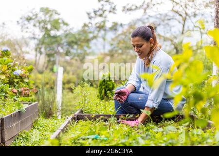 Frau, die in ihrem Gemüsegarten sitzt, jäten und putzen Stockfoto