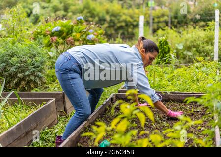 Frau, die Gemüsekeimlinge in ihrem Gemüsegarten aus recycelten Paletten umpflanzt. Stockfoto
