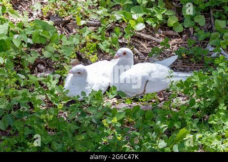 Wunderschöne weiße Fantail Tauben (Columba livia domestica), die im Gras ruhen Stockfoto