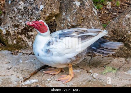 Muscovy Ente, bekannt als Kreolente, Bragado, schwarze Ente oder mute Ente - Cairina Moschata - steht am Rande des Flusses Cerezuelo in Cazorla, Jae Stockfoto