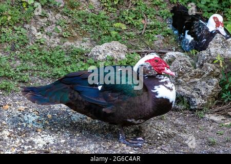 Muscovy Ente, bekannt als Kreolente, Bragado, schwarze Ente oder mute Ente - Cairina Moschata - steht am Rande des Flusses Cerezuelo in Cazorla, Jae Stockfoto