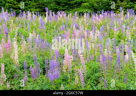 Ein Feld von Lupinen. Die Lupinen sind meist hellviolett und rosa. Wald hinter dem Feld. Andere Pflanzen gemischt. Geringe Schärfentiefe. Stockfoto