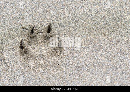 Ein einzelner Hund, Wolf oder Kojote Pfote Druck in glattem Sand. Gut definierte, aber geringe Schärfentiefe. Stockfoto