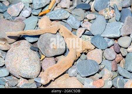 Ein kleiner hellbrauner natürlicher Meeresschwamm, der an einem felsigen Strand aufgespült wird. Unregelmäßige Form, heller sonniger Tag. Geringe Schärfentiefe mit Fokus in der Mitte. Stockfoto