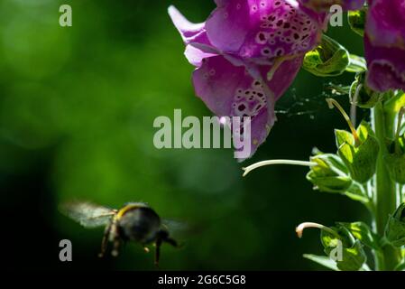 Eine Hummel (Bombus), die von einem gewöhnlichen Fuchshandschuh wegfliegt (Digitalis purpurea) Stockfoto