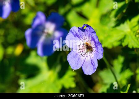 Eine Biene auf der Blume einer Geranie 'Rozanne' Stockfoto