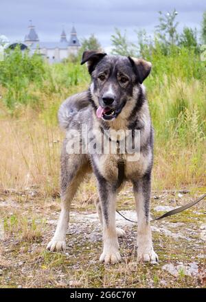 Ein schöner großer grauer Hund steht in vollem Wachstum und schaut auf die Kamera. Der Hund läuft an der Leine. Vertikale Fotografie Stockfoto