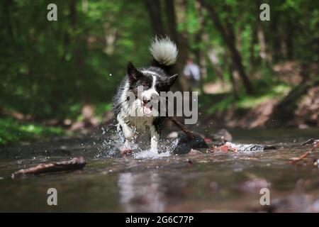 Lustige Border Collie läuft im Wasser mit Stick im Mund. Verrückte schwarze und weiße Hundehaves Spaß in River. Stockfoto