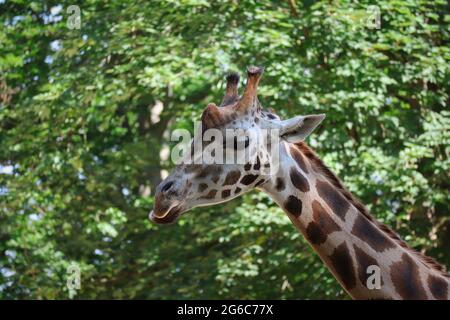 Wunderschöne Rothschild-Giraffe im Zoo in Liberec. Afrikanisches Tier mit langem Hals im tschechischen Zoologischen Garten. Stockfoto