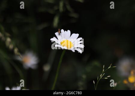 Leucanthemum ist eine Gattung blühender Pflanzen aus der Familie der Aster, der Asteraceae. Moody Daisy Flower Kopf in der Natur. Stockfoto
