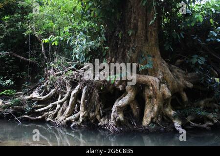 Naturfotografie im Dorf Bandorban Stockfoto