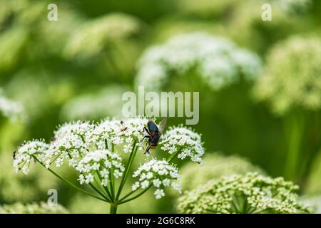 Der Sommer blüht auf einer Wiese mit einer Fliege Stockfoto