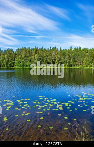 Schöne Seerosen in einem See an einem sonnigen Sommertag Stockfoto