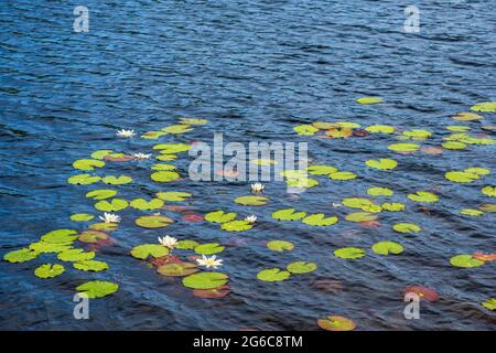 Seerose blüht in einem See Stockfoto