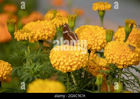 Schmetterling in Ringelblume Pflanze. Stockfoto