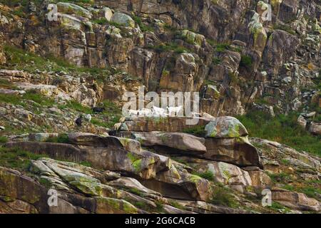 Bergziegen am Hang. Altai Russland Stockfoto