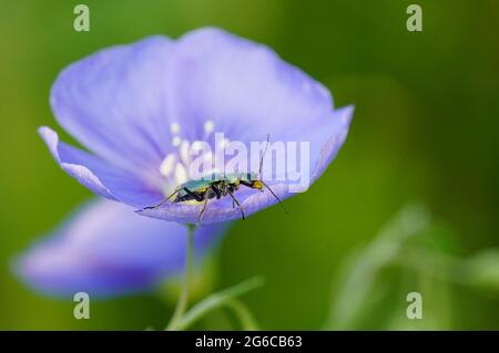 Kleiner Käfer auf einer Leinblüte Stockfoto