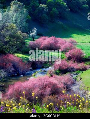 Salzeder oder fünf-Stamen Tamarisk (Tamarix chinensis {ramosissima} am Ufer des Bear Creek mit gelber Wallflower (Esysimum sp). Bear Valley, Califo Stockfoto