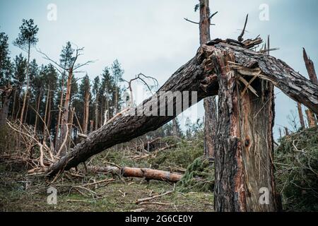 Tornado-Sturmschaden. Gefallen Kiefern im Wald nach Sturm. Entwurzelte Bäume fielen im Wald durch Windstürme Stockfoto