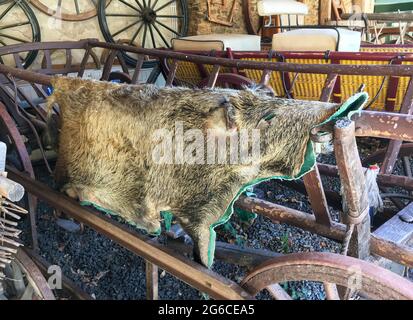 Wildschweinhaut (Sus scrofa), die auf einem Holzkarren aufgehängt wird. Stockfoto