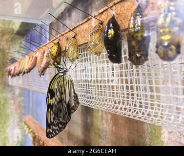 Reihen von Schmetterlingskokons und neu geschlüpften Schmetterlingen - Monarch Schmetterling hängend von der chrysalis innen Stockfoto