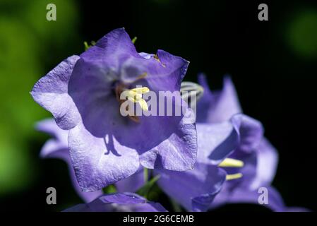 Eine Fee Glockenblume (Campanula persicifolia) Stockfoto