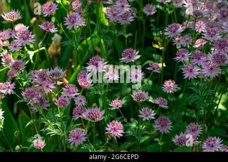 Großmasterwort (Astratia major) Stockfoto